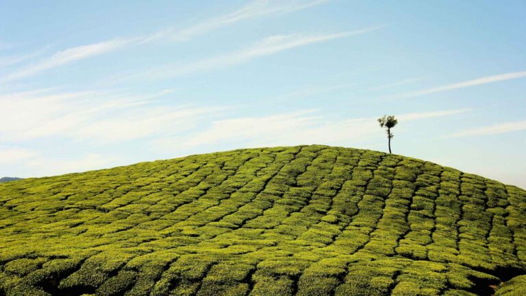 Tea Farm