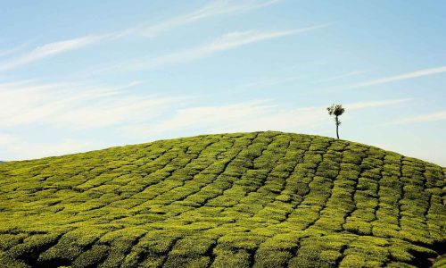 Tea Farm